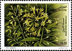 Ornamental Plants - Night blooming Jasmin