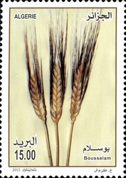 Cereals - Bousselam