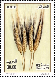 Cereals - Hedba 03