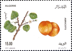 Fruits - Apricot