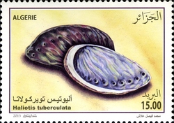 Marine Fauna - Haliotis tuberculata