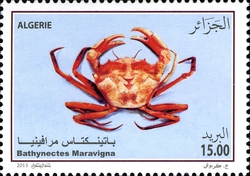 Stamp, Marine Fauna - Bathynectes maravigna, Algeria,  