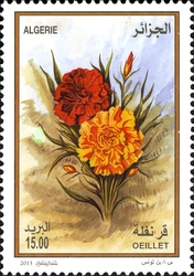 Flowers - Carnation