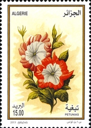 Flowers - Petunias