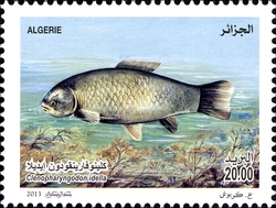 Pisciculture - Grass carp