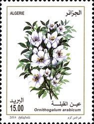 Flowers of Algeria - Ornithogalum arabicum
