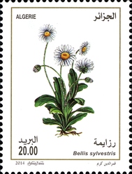 Flowers of Algeria - Bellis silvertris