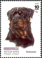 Dogs - Rottweiler