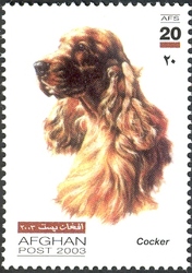 Dogs - Spaniel