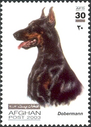 Dogs - Dobermann