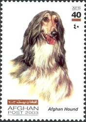 Dogs - Afghan Hound