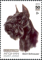 Dogs - Giant Schnauzer