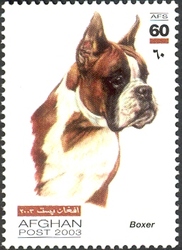 Dogs - Boxer