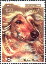 Dogs - Afghan Hound