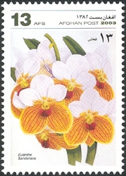 Orchids - Eulanthe sanderiana
