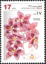 Orchids - Ordontioda Vuylstekeae