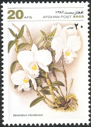 Orchids - Dendrobium infundibulum