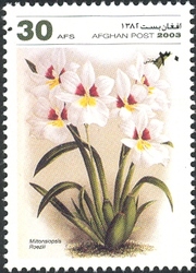 Orchids - Miltonsiopsis roezlii