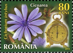 Flowers Clock - Common Chicory