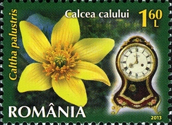 Flowers Clock - Marsh Marigold