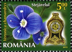 Flowers Clock - Bird's eye Speedwell