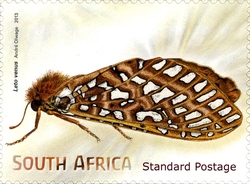 Beautiful Butterflies and Moths - Leto venus
