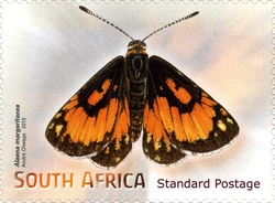 Beautiful Butterflies and Moths - Alaena margaritacea