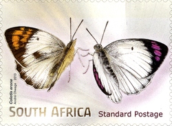 Stamp, Beautiful Butterflies and Moths - Colotis erone, South Africa, Homelands,  