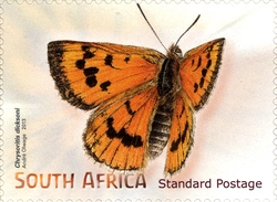 Beautiful Butterflies and Moths - Chrysoritis dicksoni