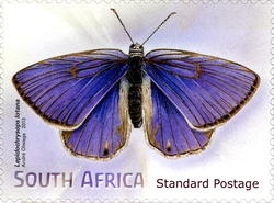 Beautiful Butterflies and Moths - Lepidochrysops lotana
