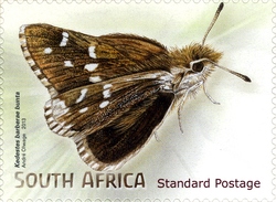 Beautiful Butterflies and Moths - Kedestes barberae bunta