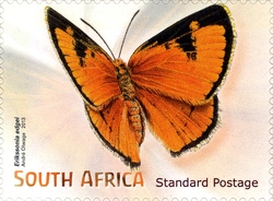 Beautiful Butterflies and Moths - Erikssonia edgei