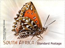 Beautiful Butterflies and Moths - Trimenia malagrida maryae