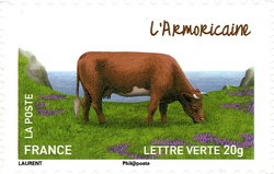 Cows from our Regions
