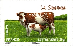 Cows from our Regions