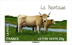 Cows from our Regions