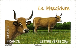 Cows from our Regions