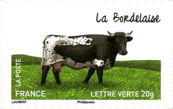 Cows from our Regions