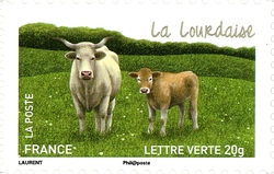 Cows from our Regions