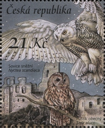Nature Protection - Owls