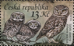 Nature Protection - Owls