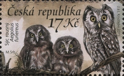 Nature Protection - Owls
