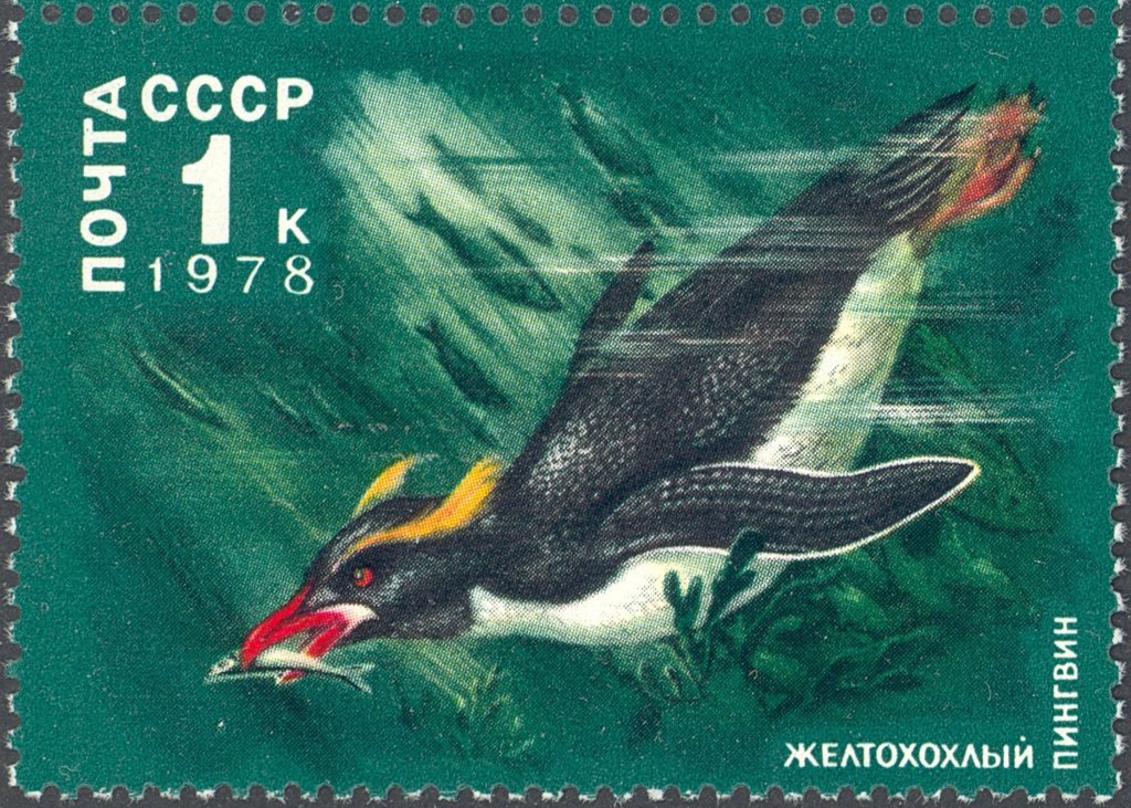 Macaroni Penguin (Eudyptes chrysolophus)