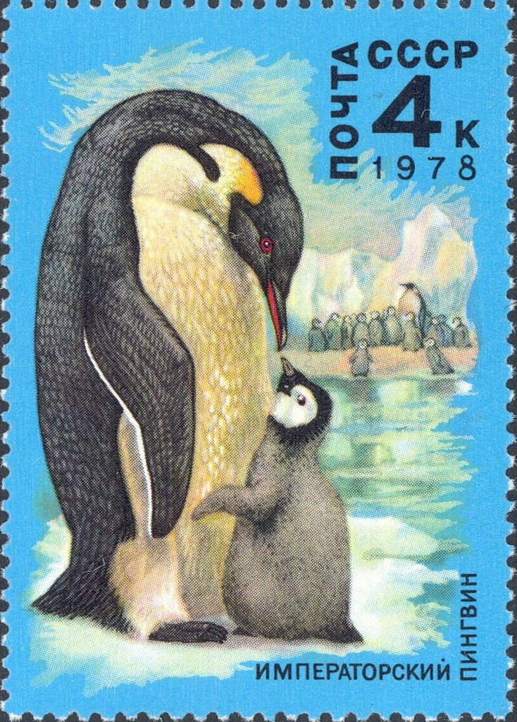 Emperor Penguin (Aptenodytes forsteri) 