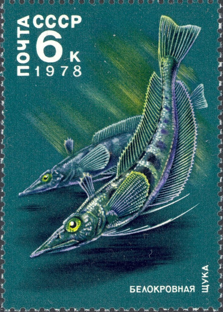 Antarctic Icefish (Chaenichthys sp.)