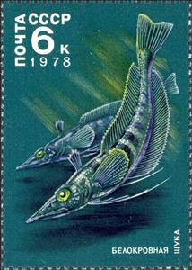Stamp, Antarctic Icefish (Chaenichthys sp.), Soviet Union, USSR,  , Fishes