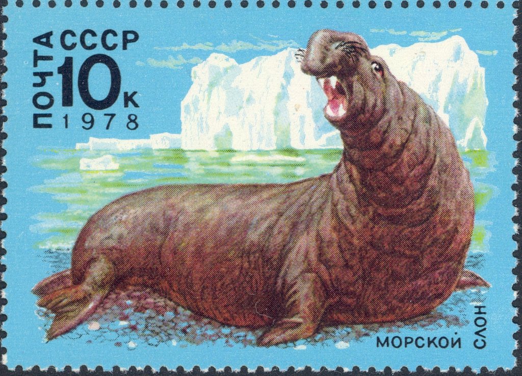 Southern Elephant-seal (Mirounga leonina)