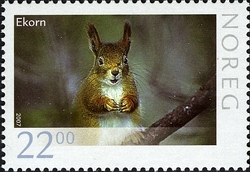 Squirrel
