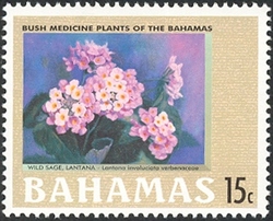 Bush medicine plants of the Bahamas - Wild sage