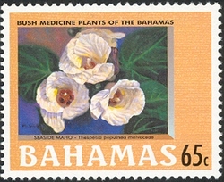 Bush medicine plants of the Bahamas - Seaside maho